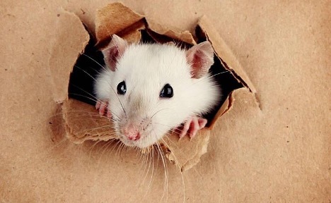 Czy myszy gryzą płyty gipsowo-kartonowe?