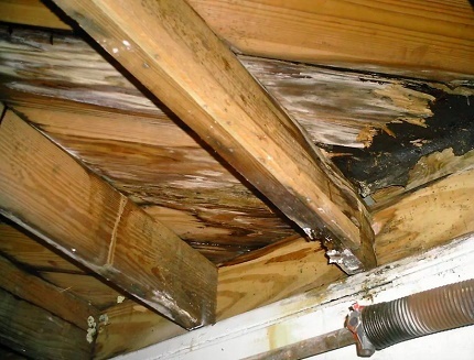Black mold in the attic of the house