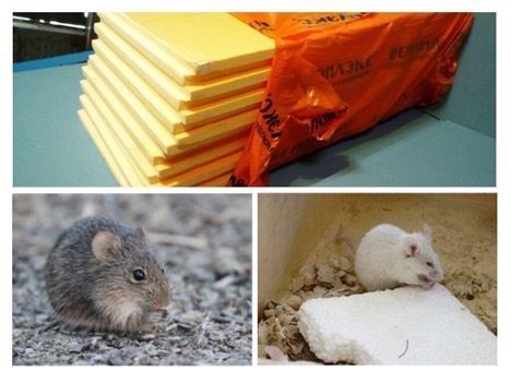 Ali miši jedo penasto plastiko?